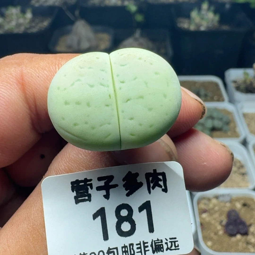 菊灵耀。    2.4。