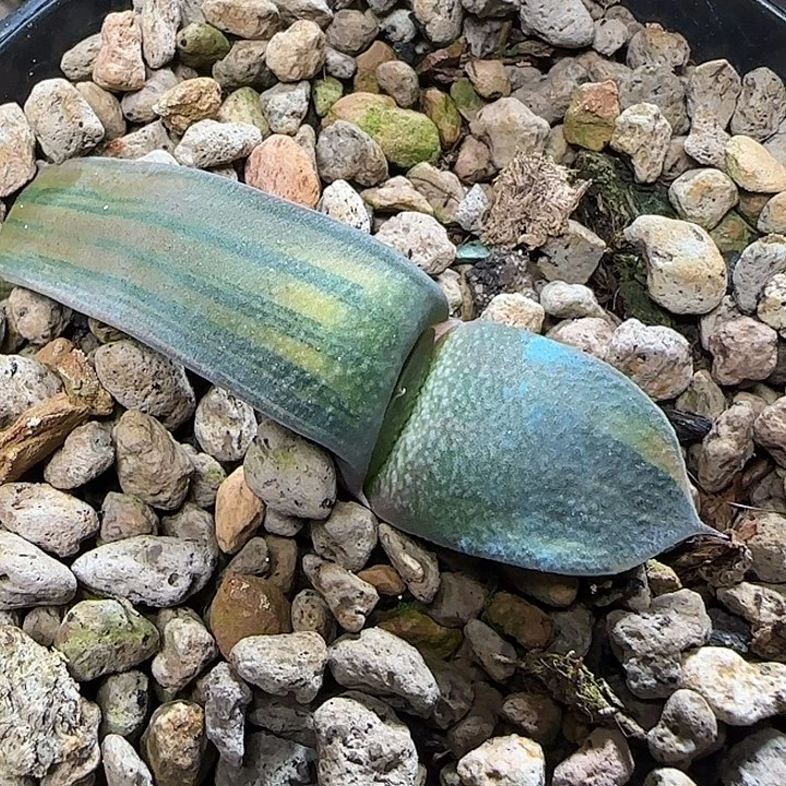 M***~67号白釉锦叶插苗