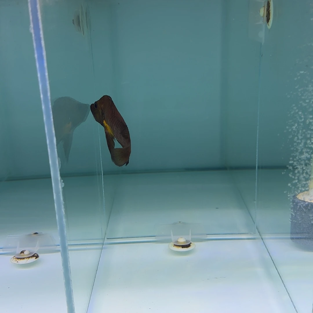 慈鲷三湖慈鲷金头虎