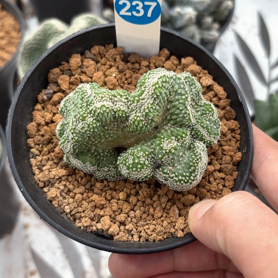 237实生菊水缀化带盆带土