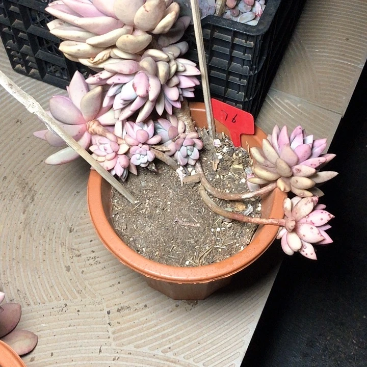 美**美76/////////////