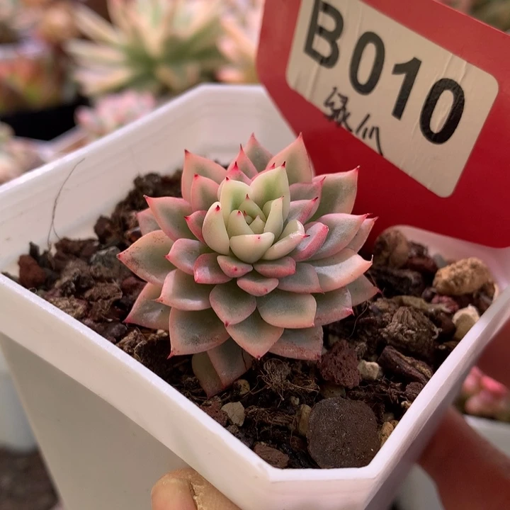 绿爪覆轮锦有根有