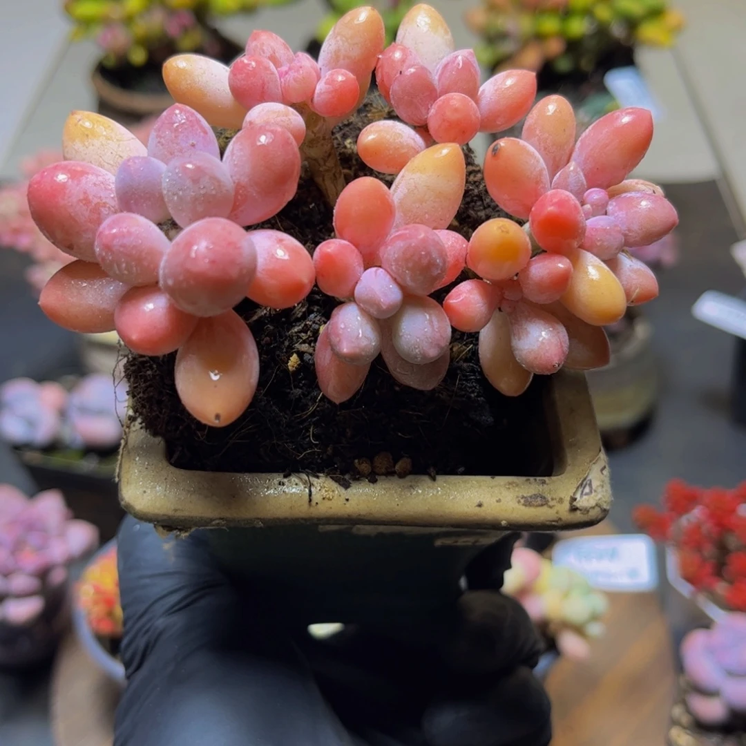 441黄金香水手指奶酪10厘米