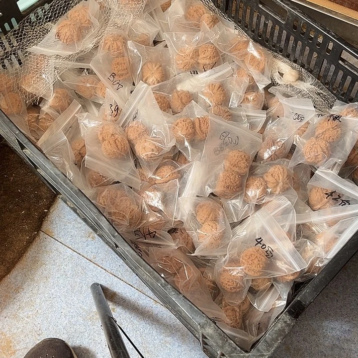 土**哥随机发白狮子38/40微遐思