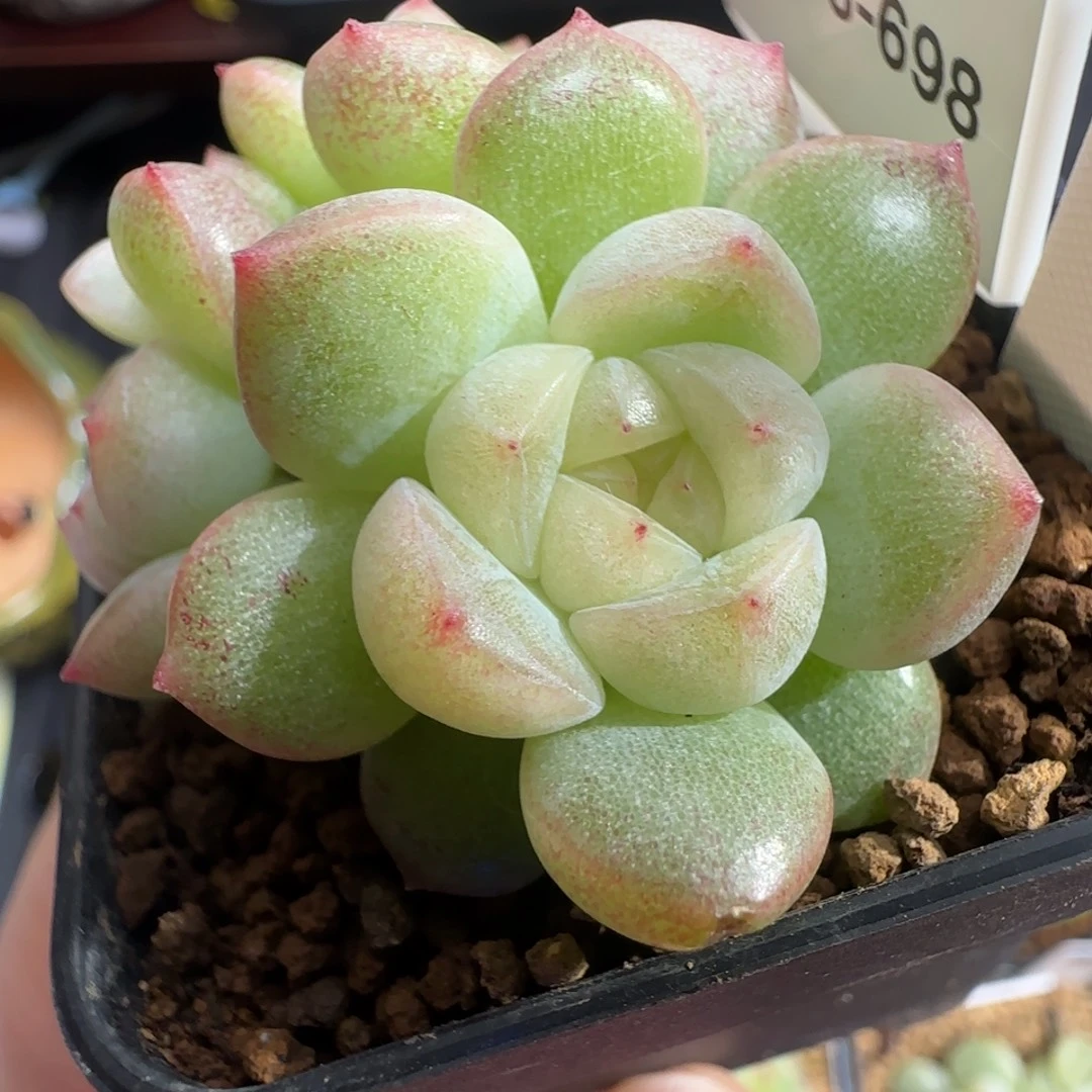 698号哈哈哈哈哈哈