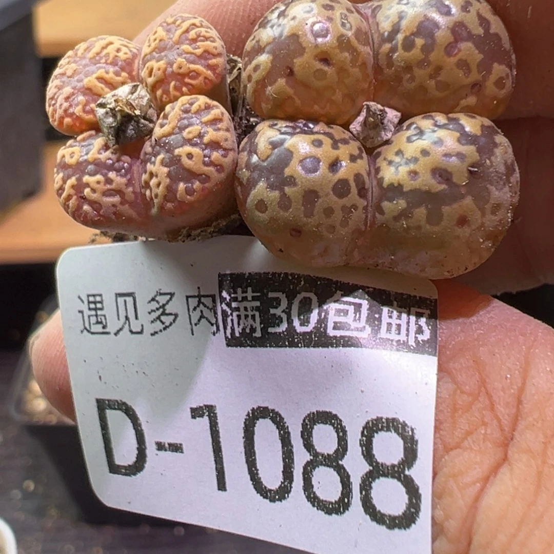 多肉植物111111111111