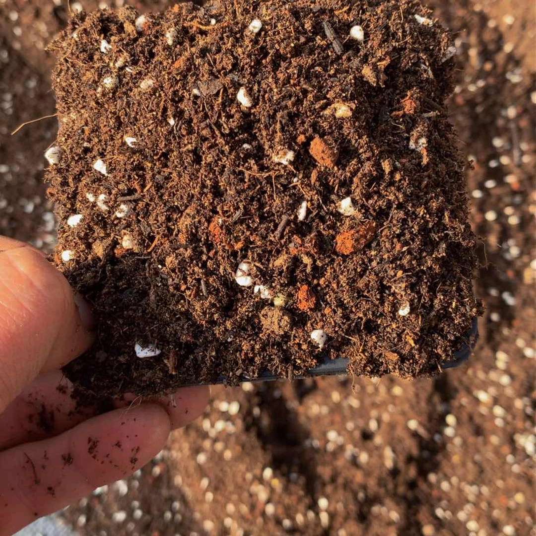 九斤育苗土多肉植物