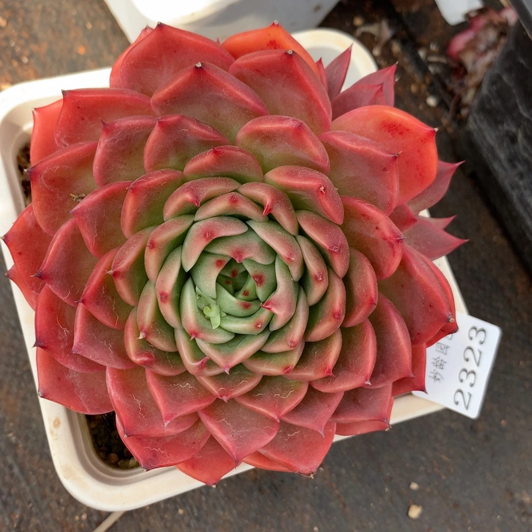 2323杂交精品基地13厘米