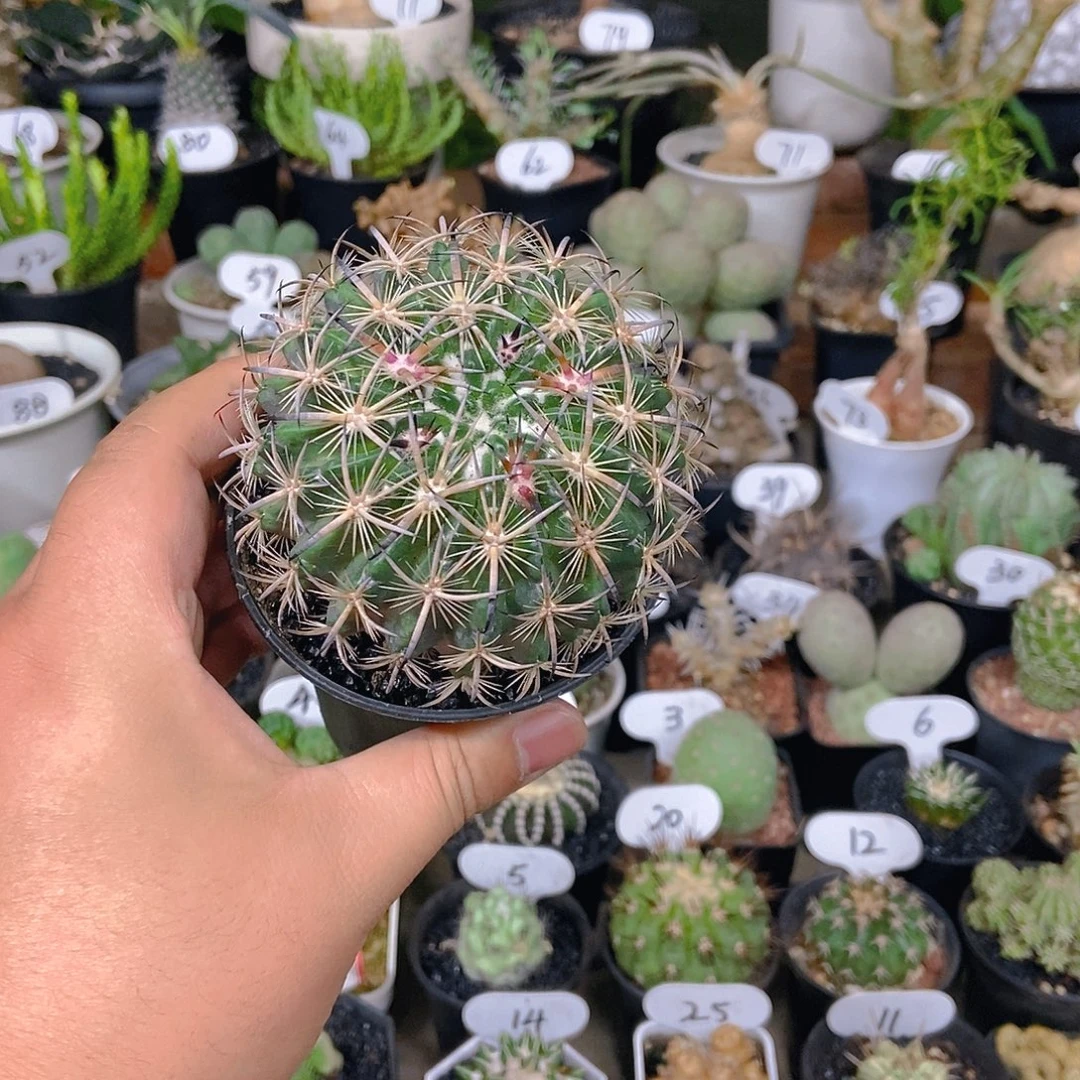 虎爪一个一物一拍