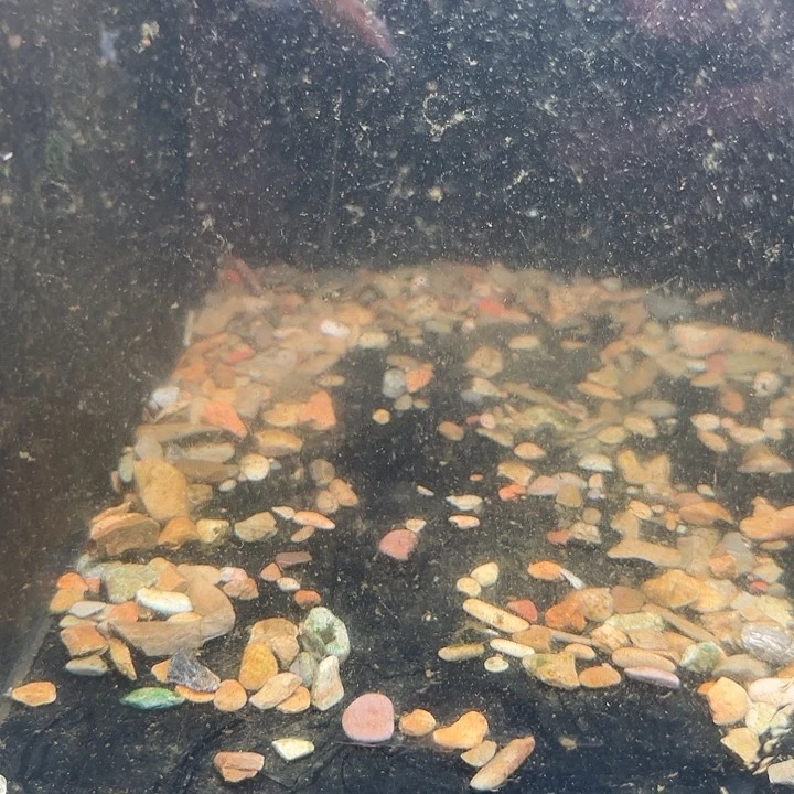 S***u海水黄化幻红196号缸