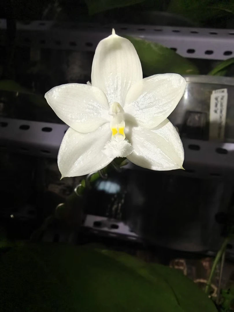 雅风白雪1.7寸杯蝴蝶兰