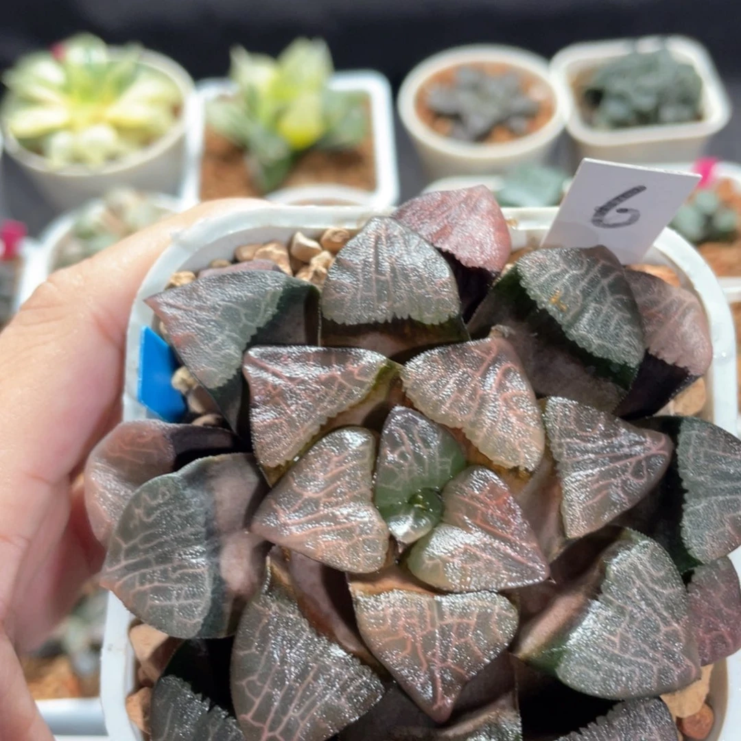 6大黑天克。