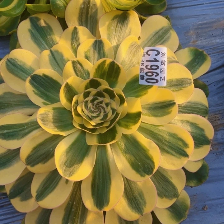 贵妃多肉植物法师1960法师