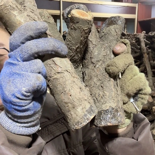 香榧木啊*火琉璃的毛料摆件