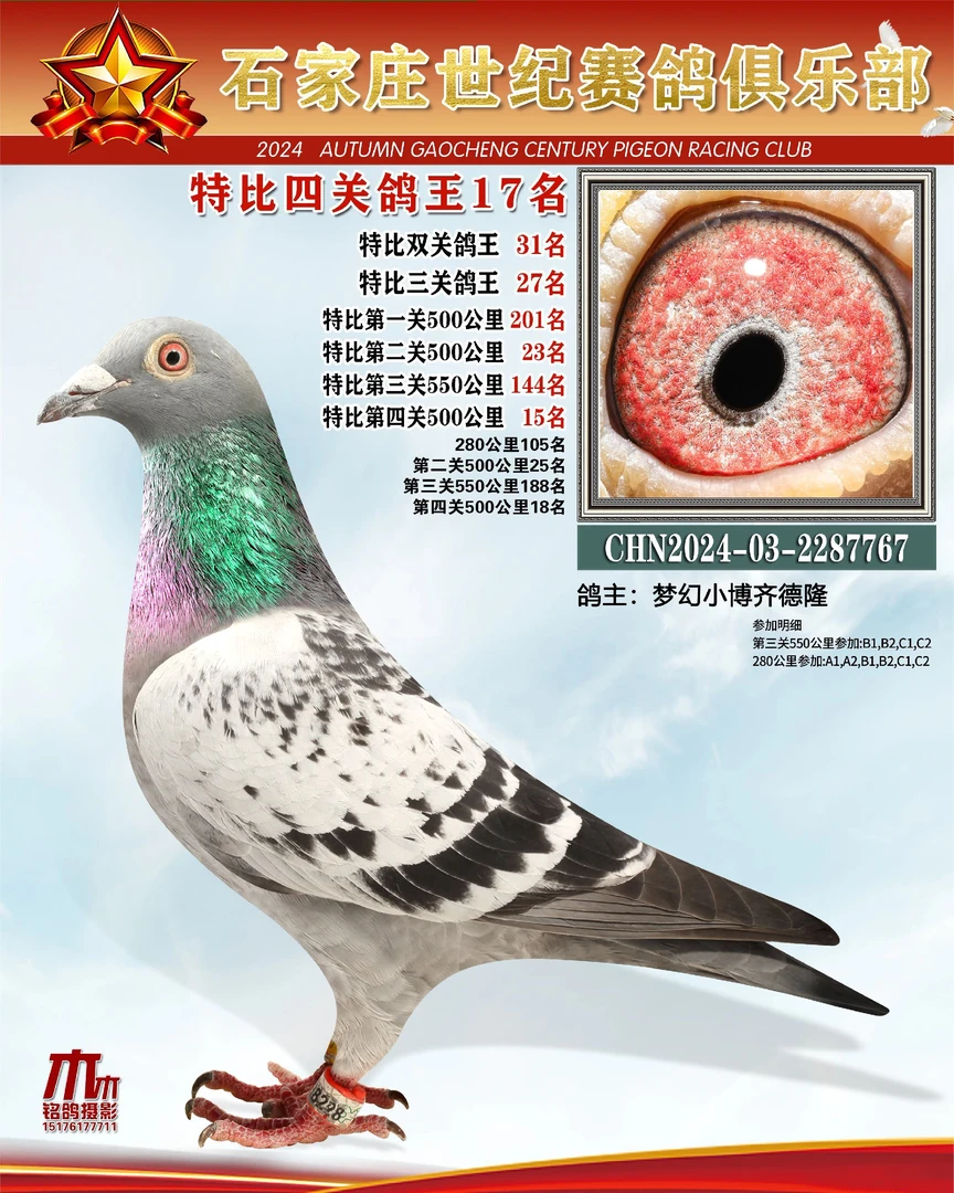 圆环成绩鸽信鸽优质种赛鸽