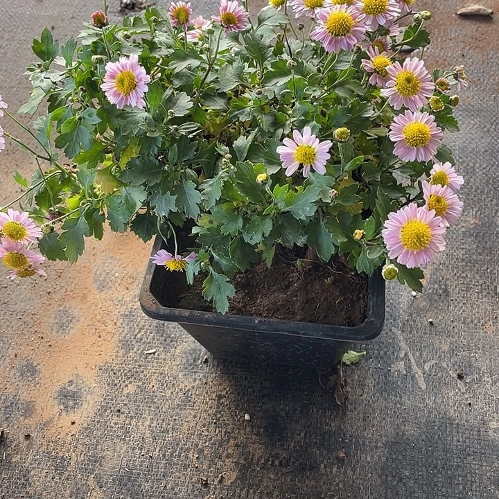 小***卫45菊花菊花菊花花花