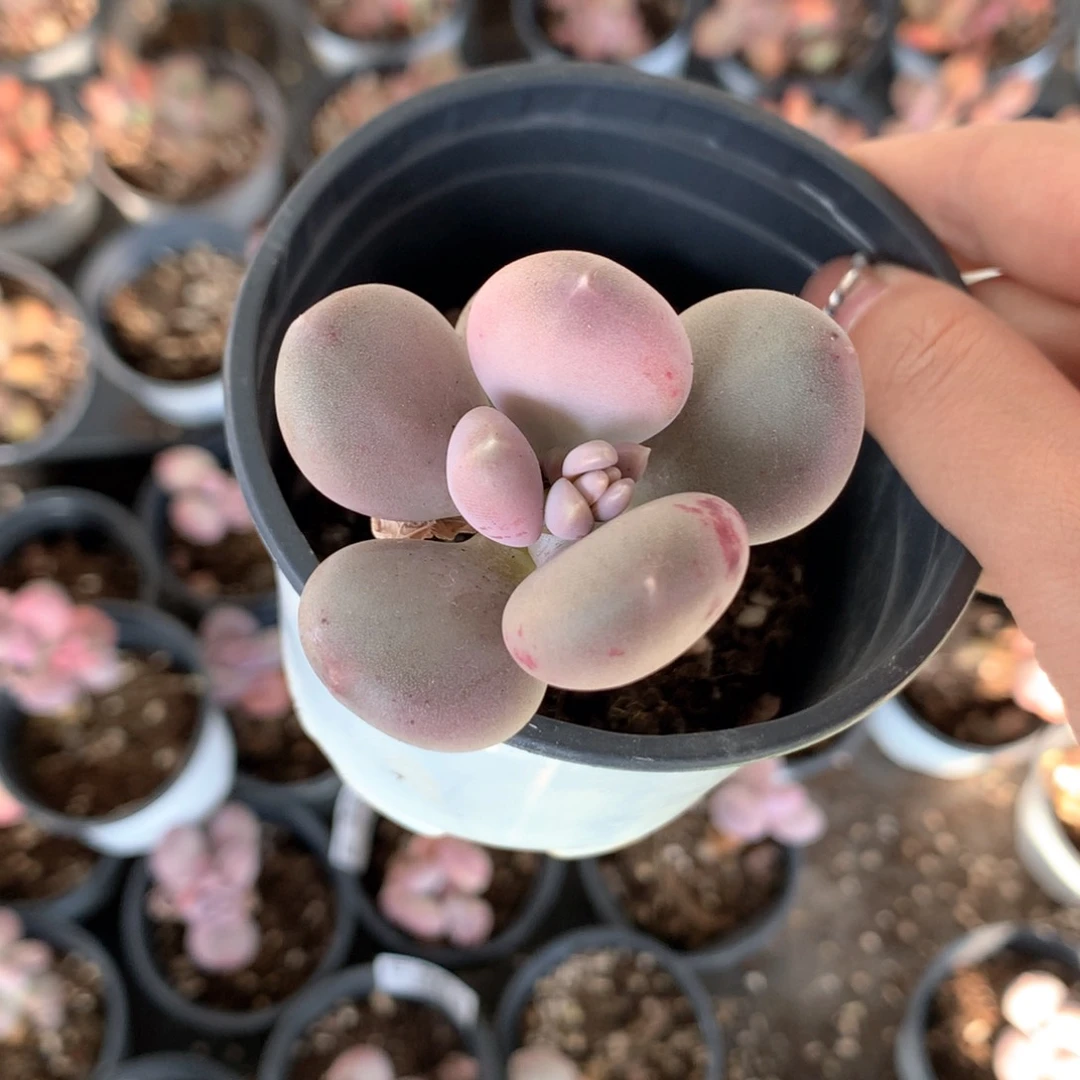 小屁桃小屁桃小屁桃小屁桃368