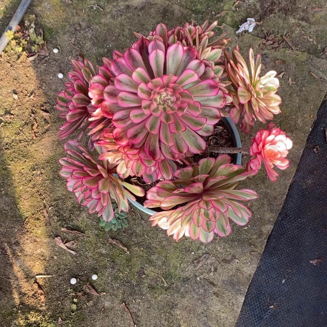 白月光1颗多肉1540号多肉