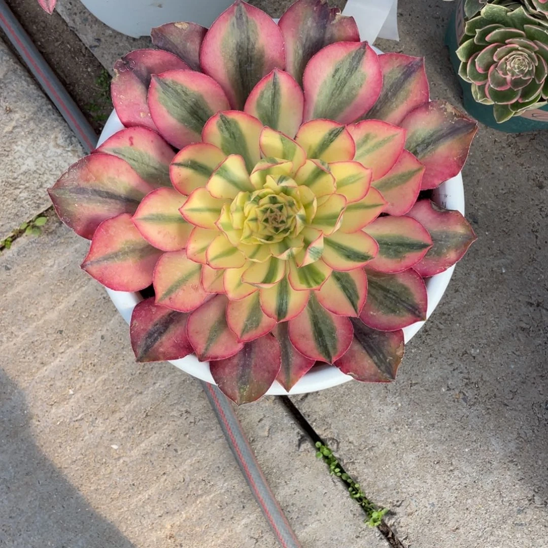 陈*漂亮漂亮漂亮漂亮漂亮