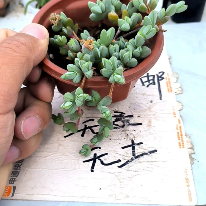 满9元包邮，，碧玉莲大颗老苗裸根