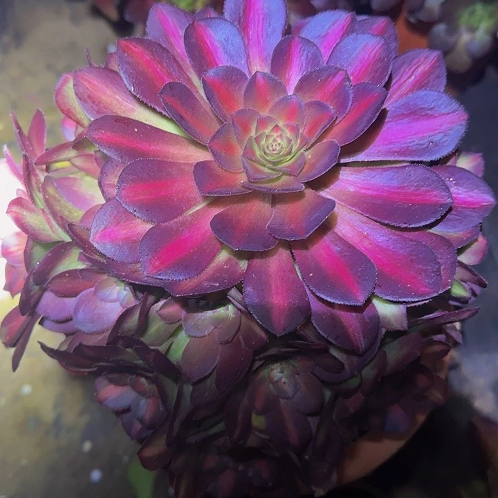 万七彩捧花亏本福利
