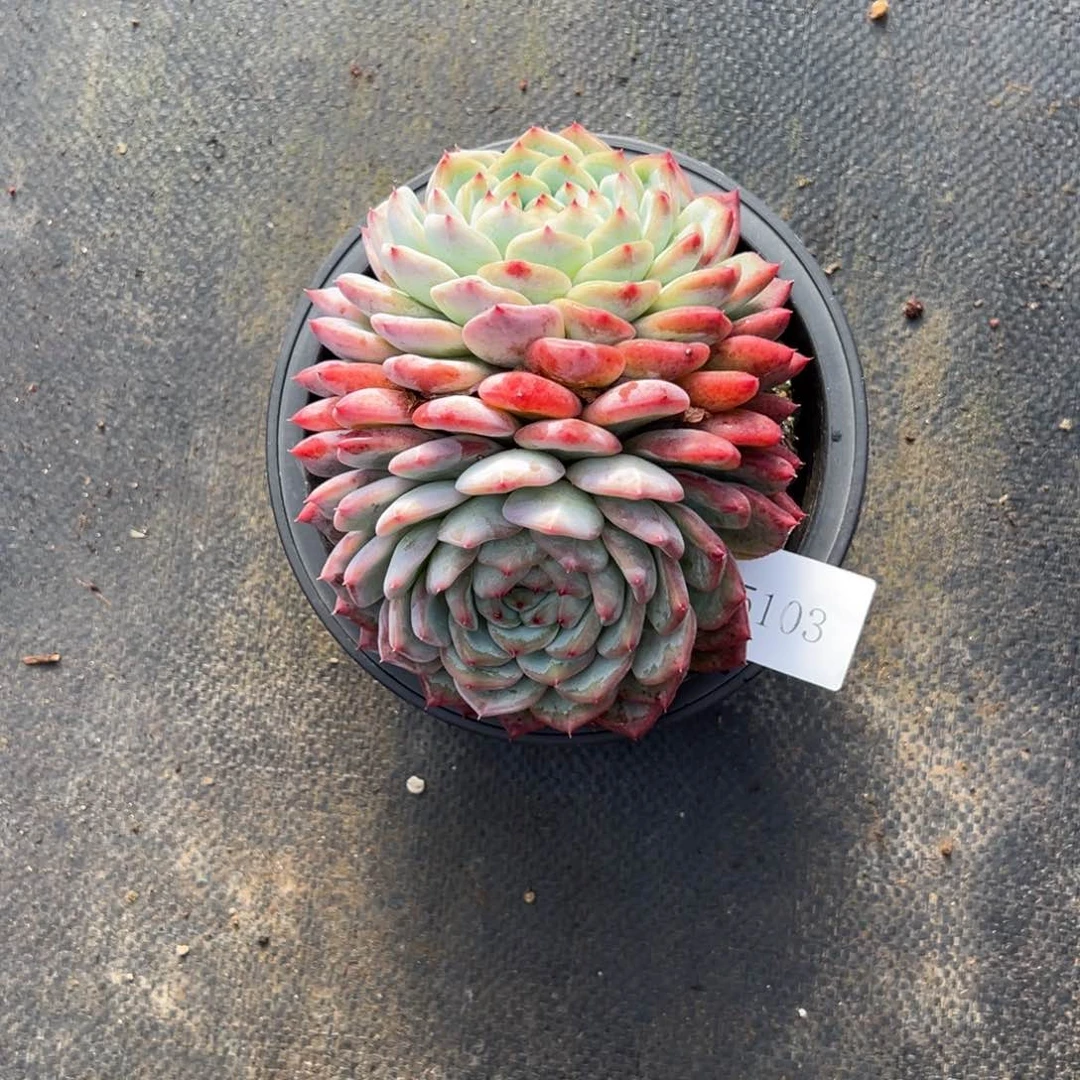 福****制5103肉肉肉肉肉肉肉肉肉肉