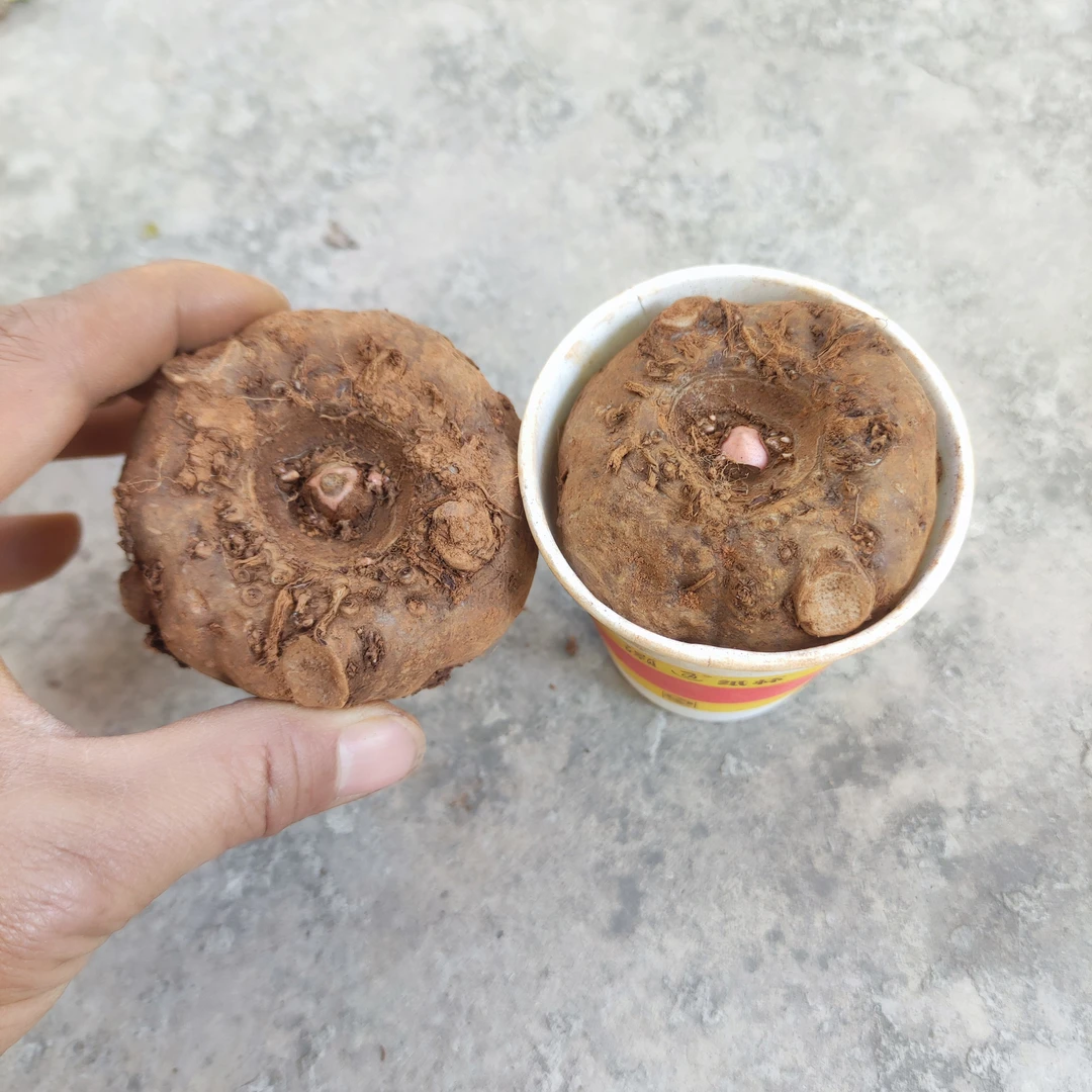 正宗云南花魔芋种子【黑杆花白心】【出苗率高】【成活率高】【高产】包邮