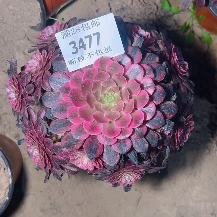 无花朵3477黑同白多肉植物2号