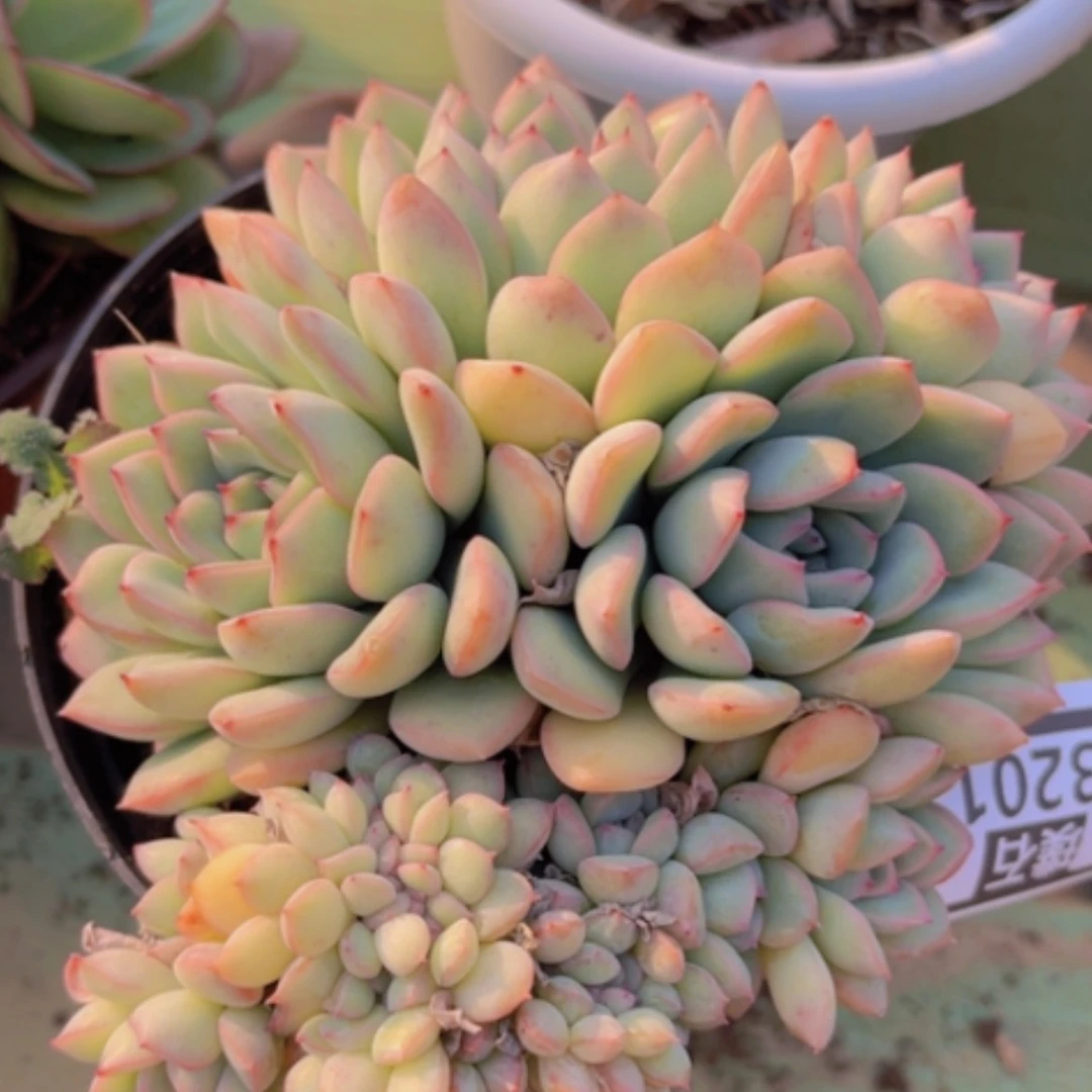 【闪购商品】荷花缀13201