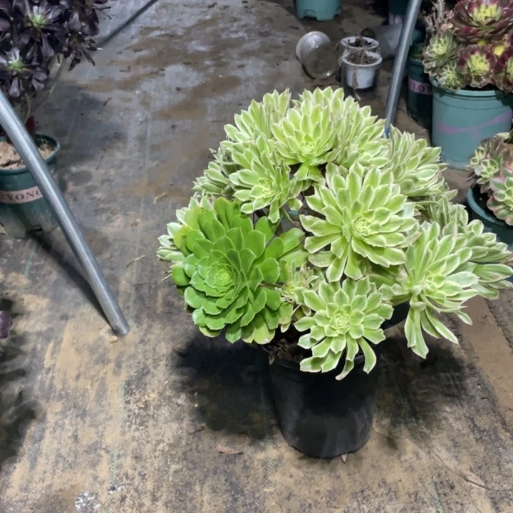 71碧浪多肉植物多肉多肉