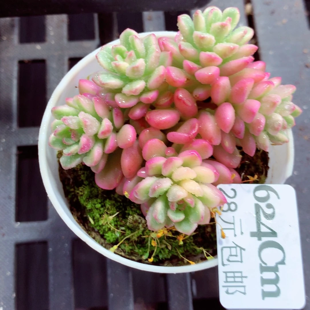 5厘米盆精控多肉624