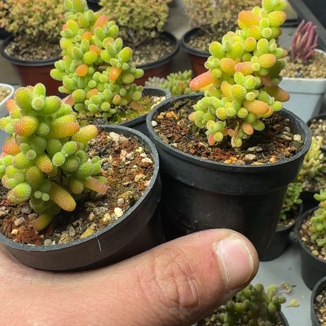 丫****）多肉植物枝干番杏