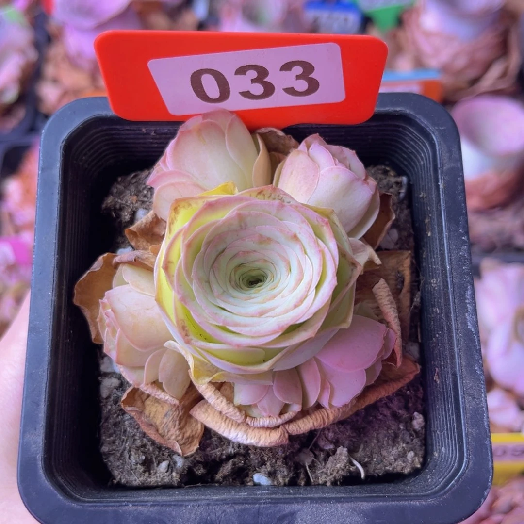 山地玫瑰一物一拍033