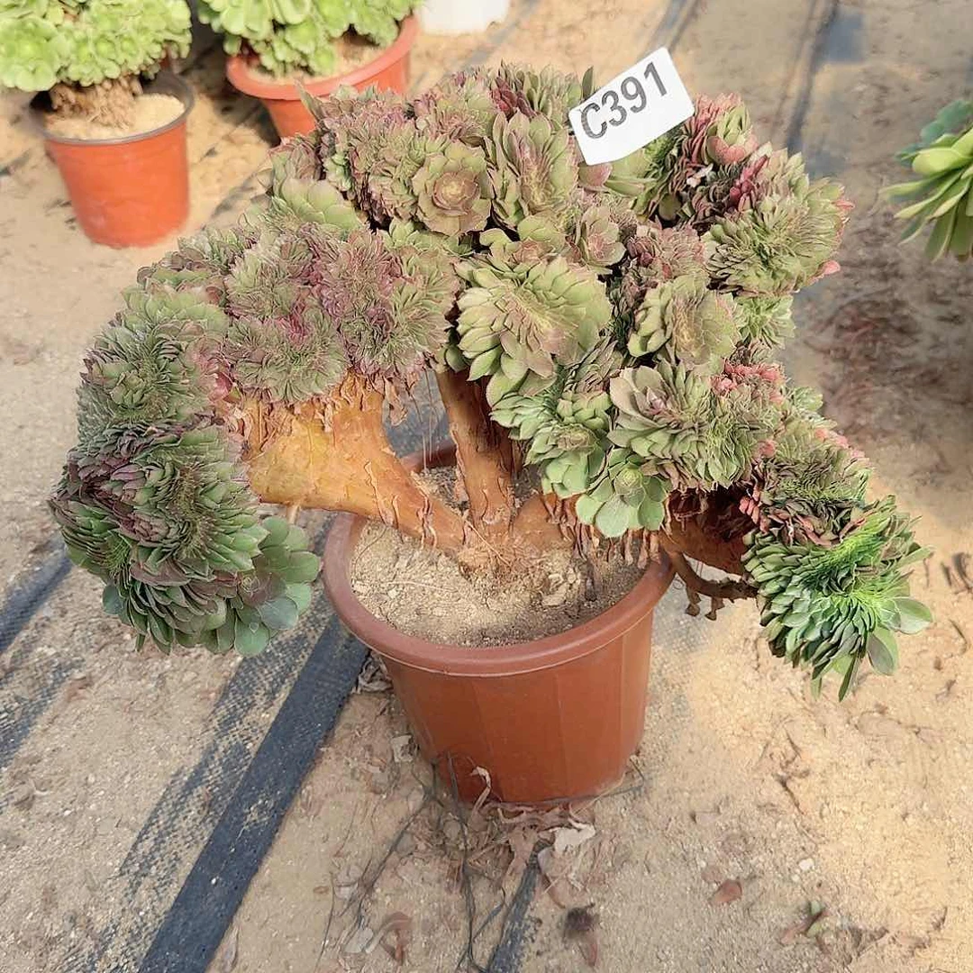 391万缀一颗呀呀