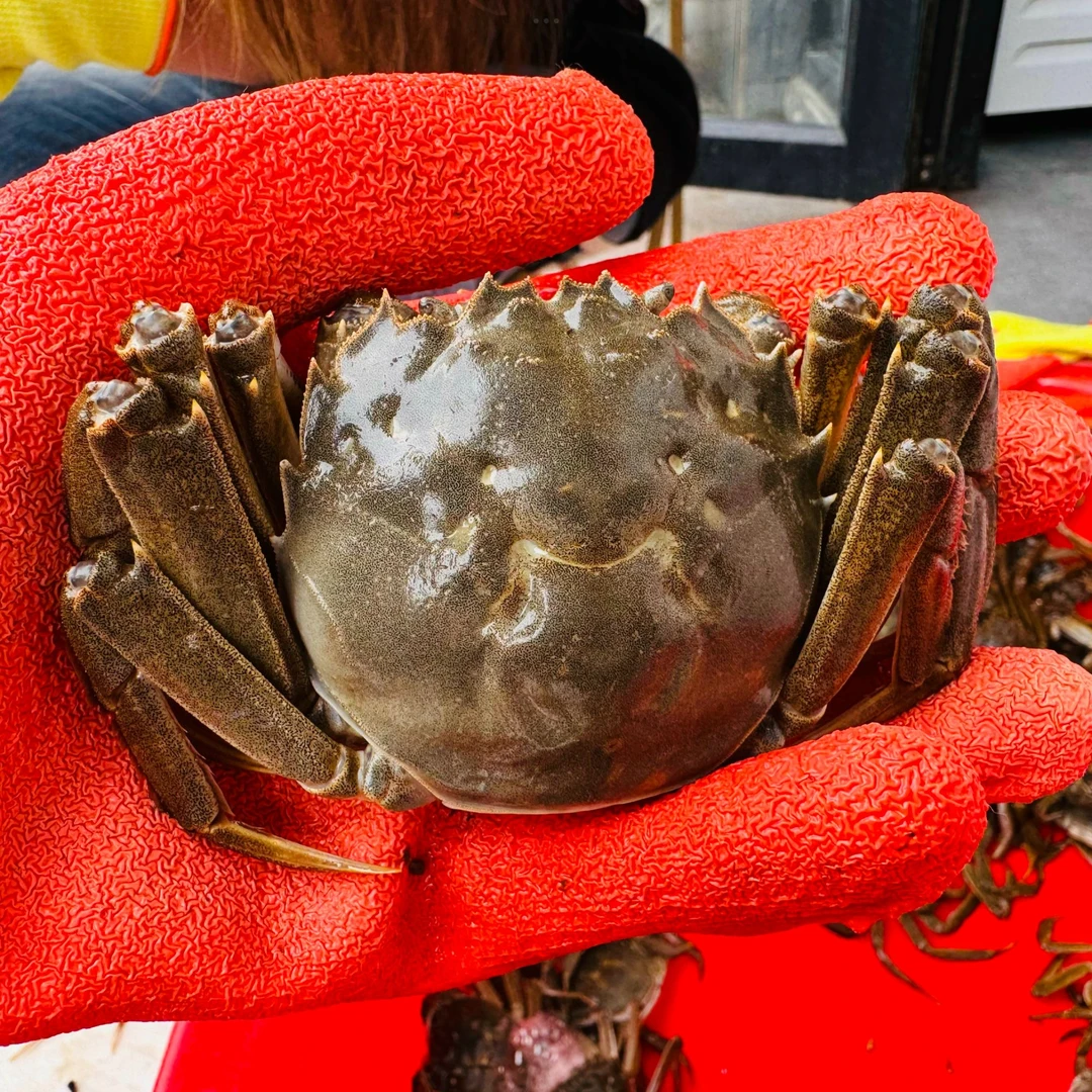 鲜活大闸蟹纯母蟹一只（单只净重2-2.5两）