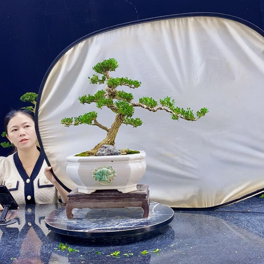 无花朵黄杨盆景造型