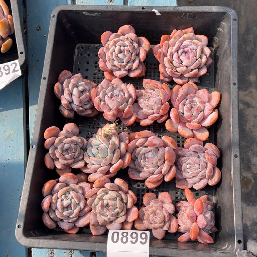 14个星影0899）000000000