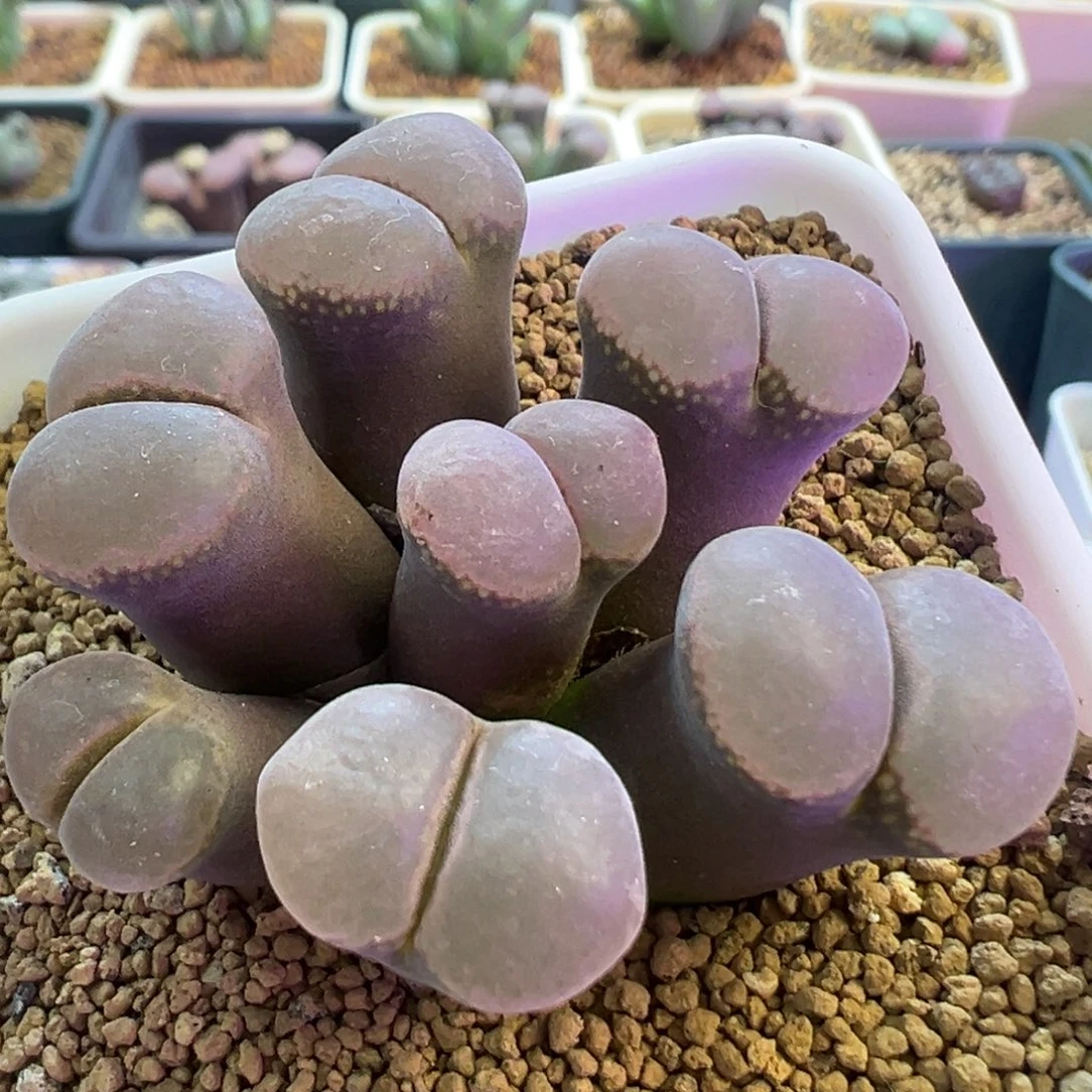 淡淡的奶油紫风铃 肉锥植物