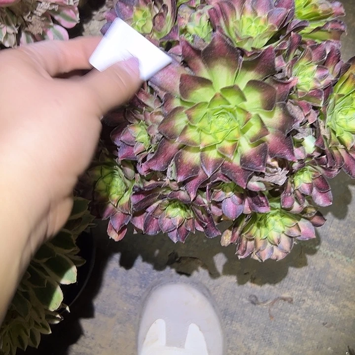 ?****?多肉法师植物链接82