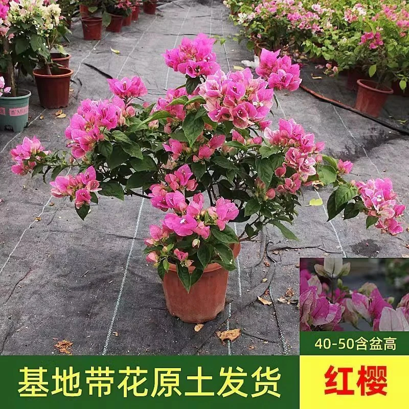 漳红樱三角梅盆栽带花大苗阳台室内外四季开花卉植物庭院爬藤树苗