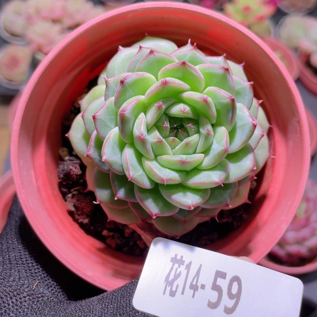 i**i花利美14-59女王