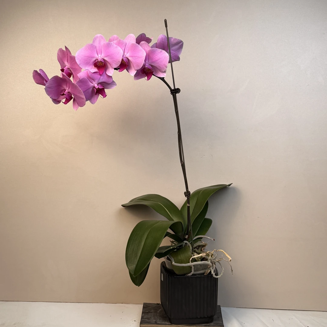 明兰花卉蝴蝶兰【明尼阿波利斯】3.5寸带花带花苞发货