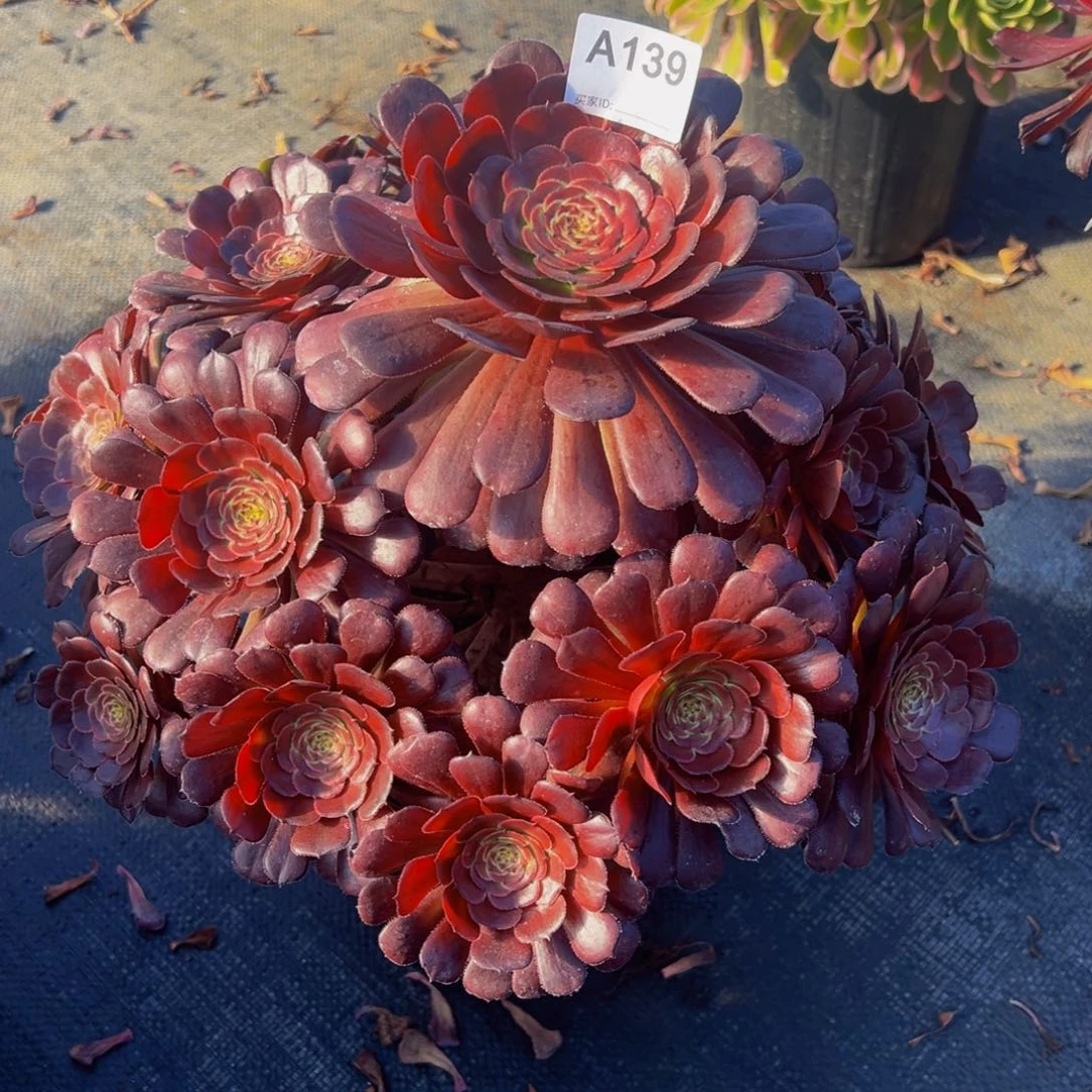 琳*139黑暗萝莉法师，多肉植物