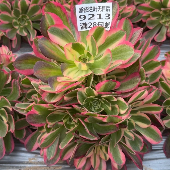 北****?9213一号棚女郎多肉F