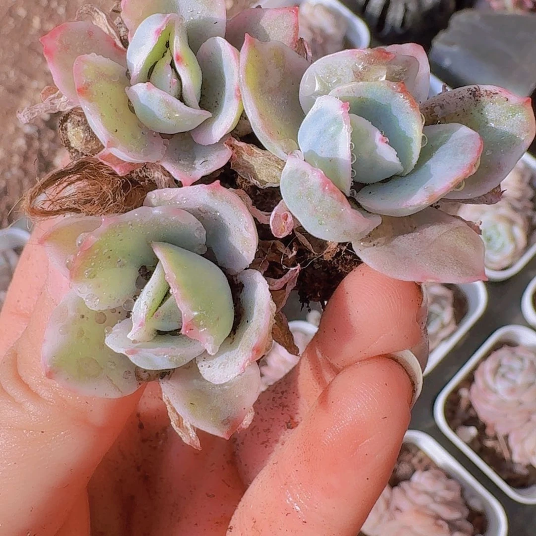 伯克利锦5颗土球一组