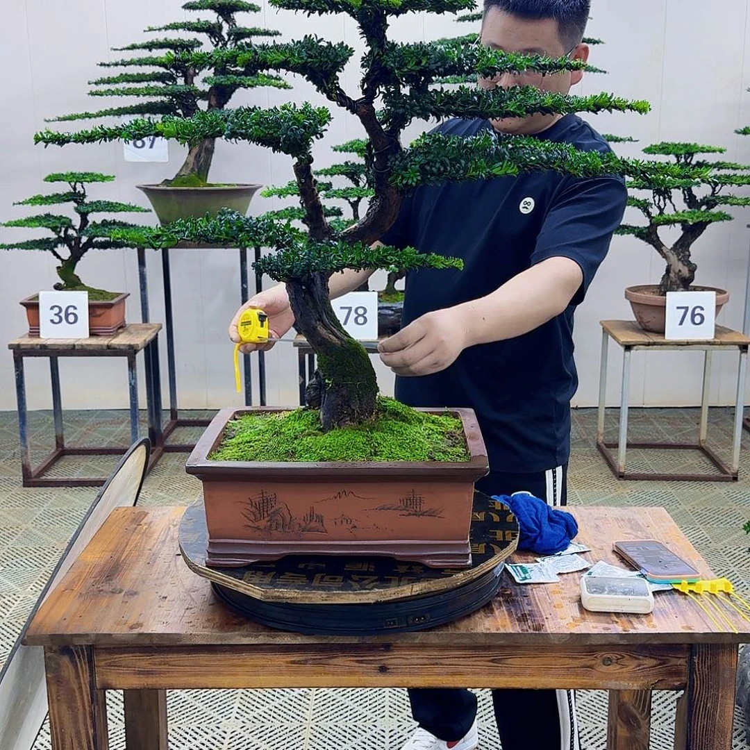 无花朵珍珠罗汉松造型盆景