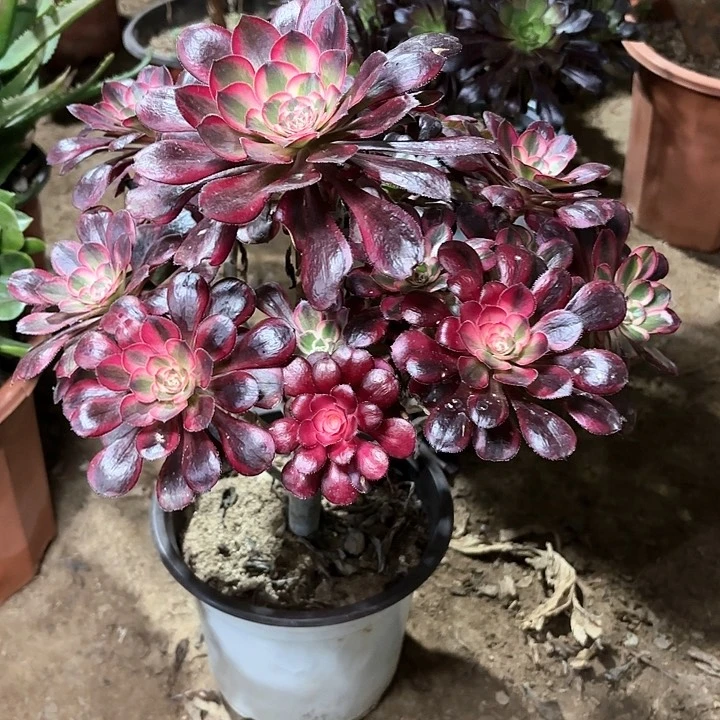 ω****✿多肉植物香乃尔64