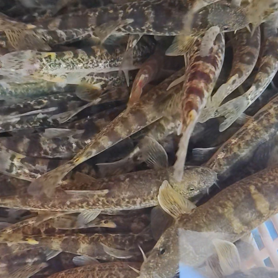 原生态花钢鳅处理后冰鲜发货