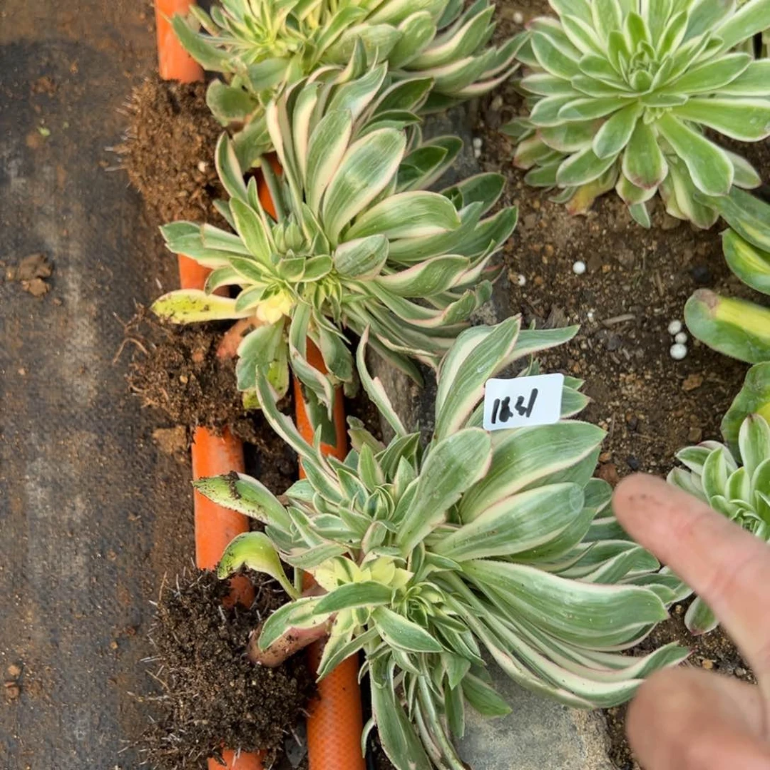31青连多肉植物1颗