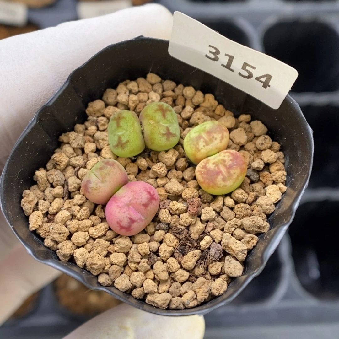 多肉植物肉锥杂交K-3154 杂多多